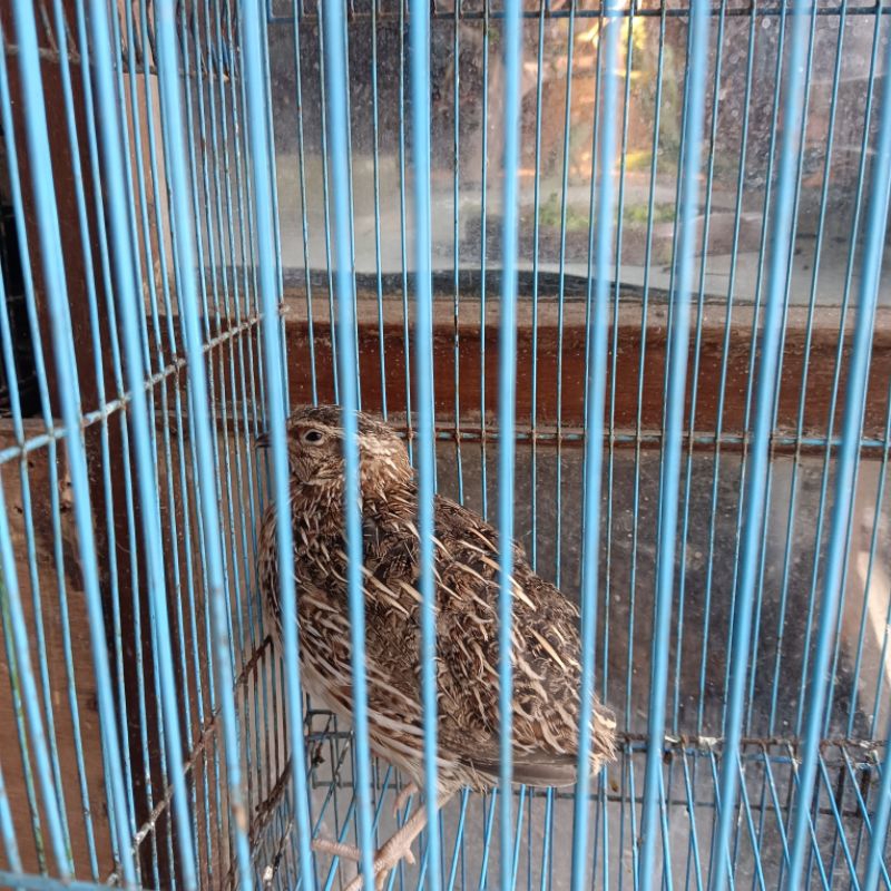 BURUNG PUYUH JANTAN DAN BETINA