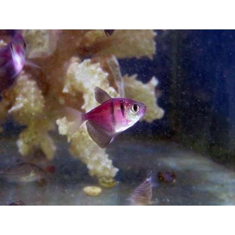 Glowfish Tiger isi 15pcs dekorasi hiasan aquarium