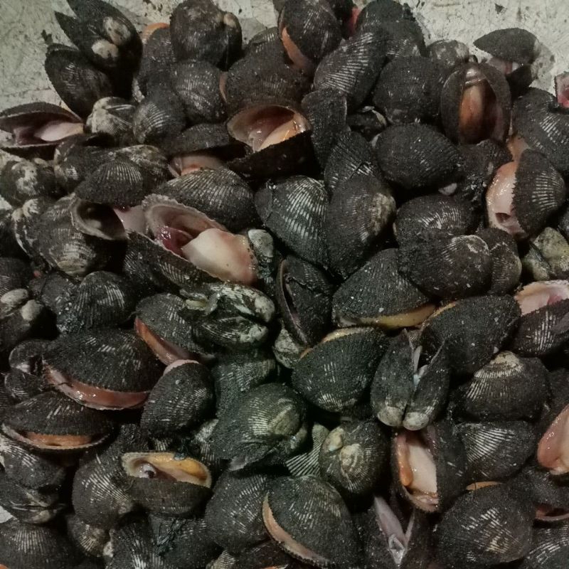 

Kerang Bulu 1kg