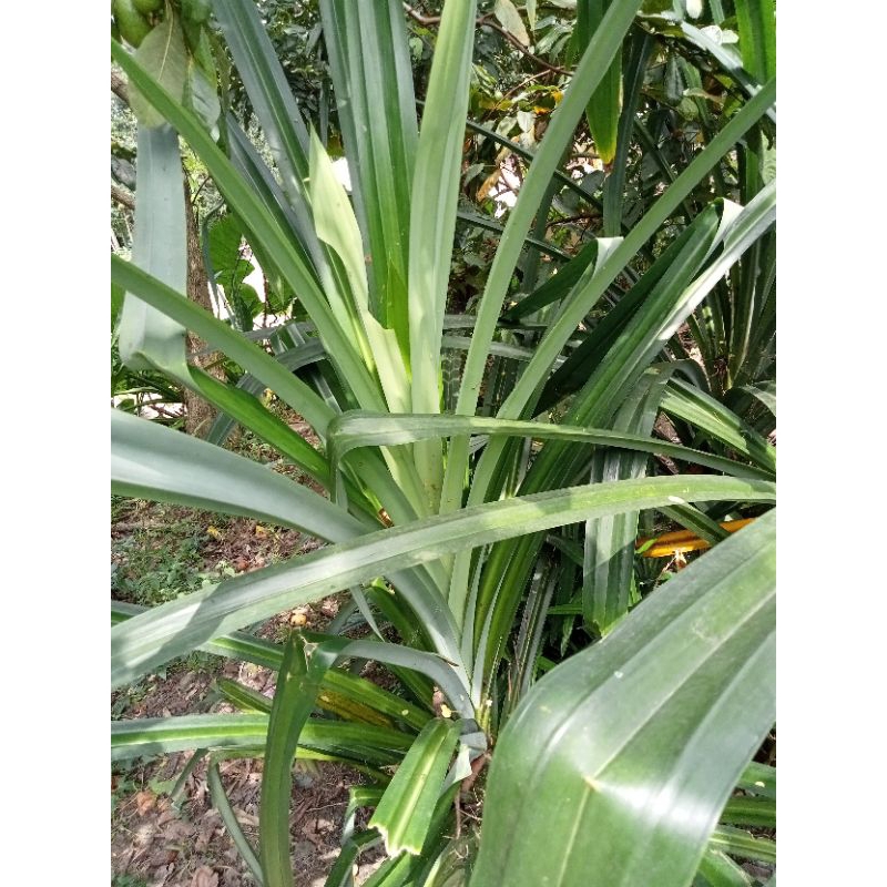 

Daun pandan 1 lembar daun pandan