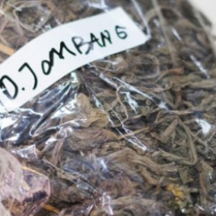 

TERBAIK JAMU HERBAL DAUN JOMBANG KERING- 500 GRAM