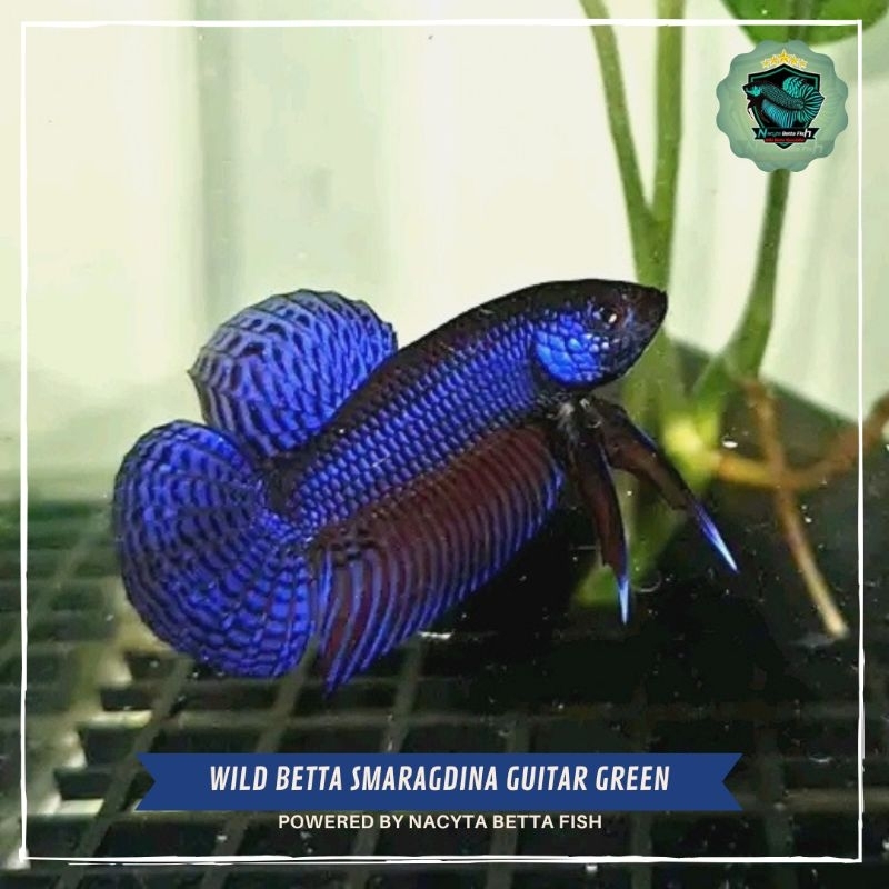 Wild Betta Smaragdina Guitar Blue