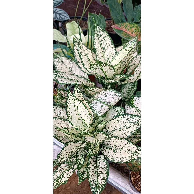 aglonema snow white rumpun