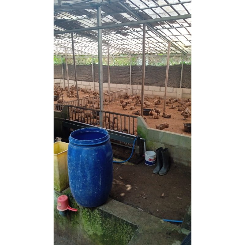 

Telor Bebek Mentah Tawar