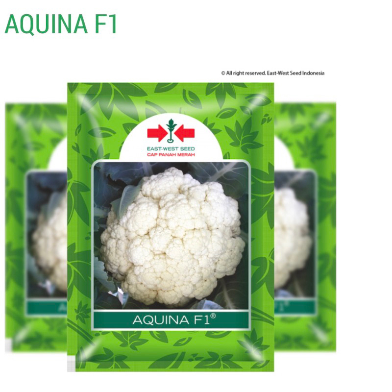 benih bunga kol aquina 10 gram