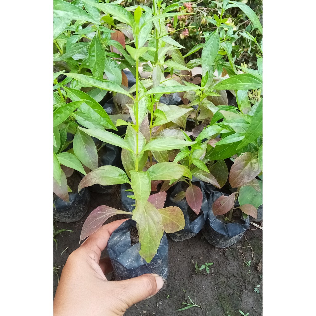 

* Bibit Sambiloto Herbal Beli 5 Gratis 1 Terlaris