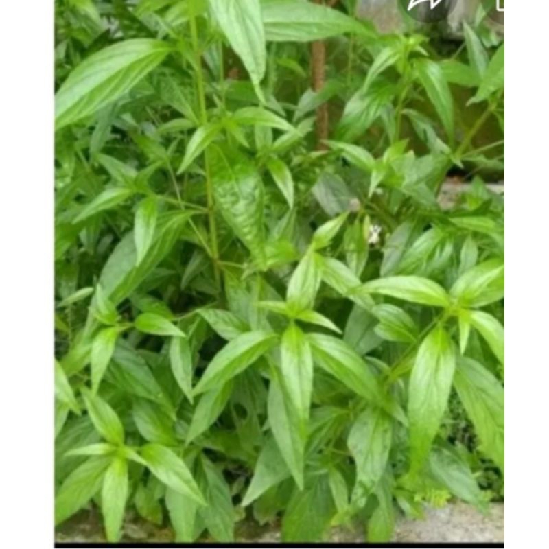 

* Daun Sambiloto Herbal Segar 300g Terlaris