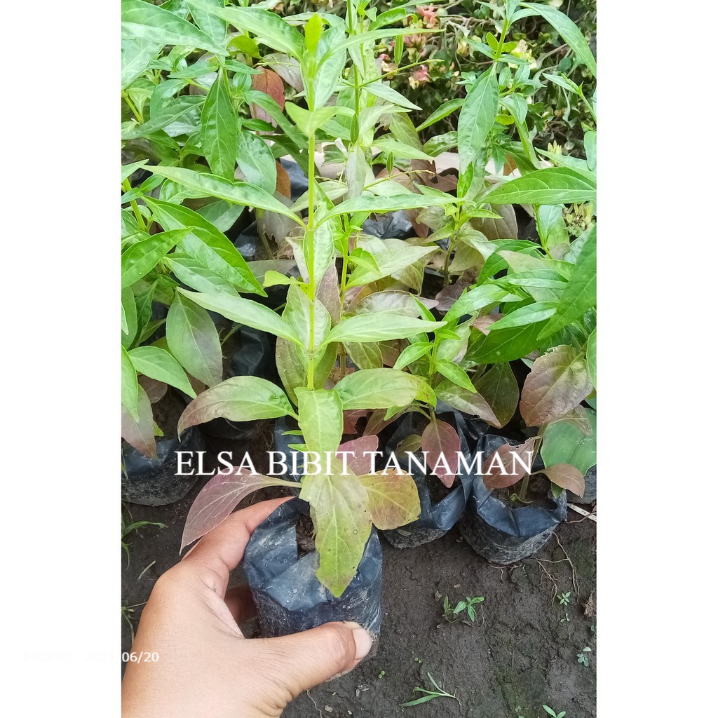 

* Bibit Sambiloto Herbal Super Beli 5 Gratis 1 Terlaris