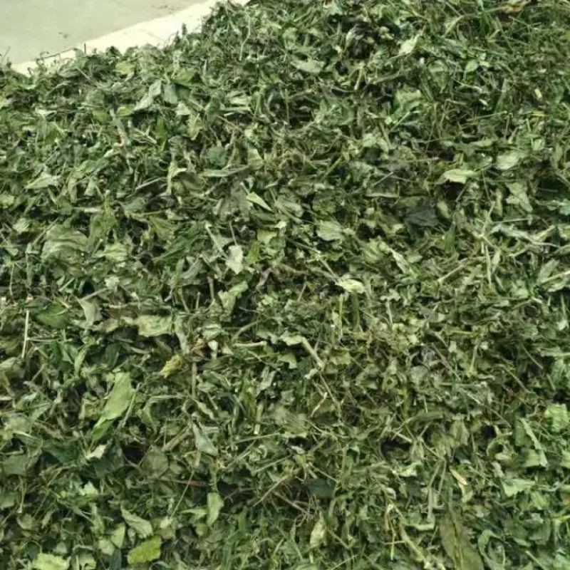 

* Paitan Sambiloto Sambiroto Kering 1 Kg Asli Murni Herbal Terlaris