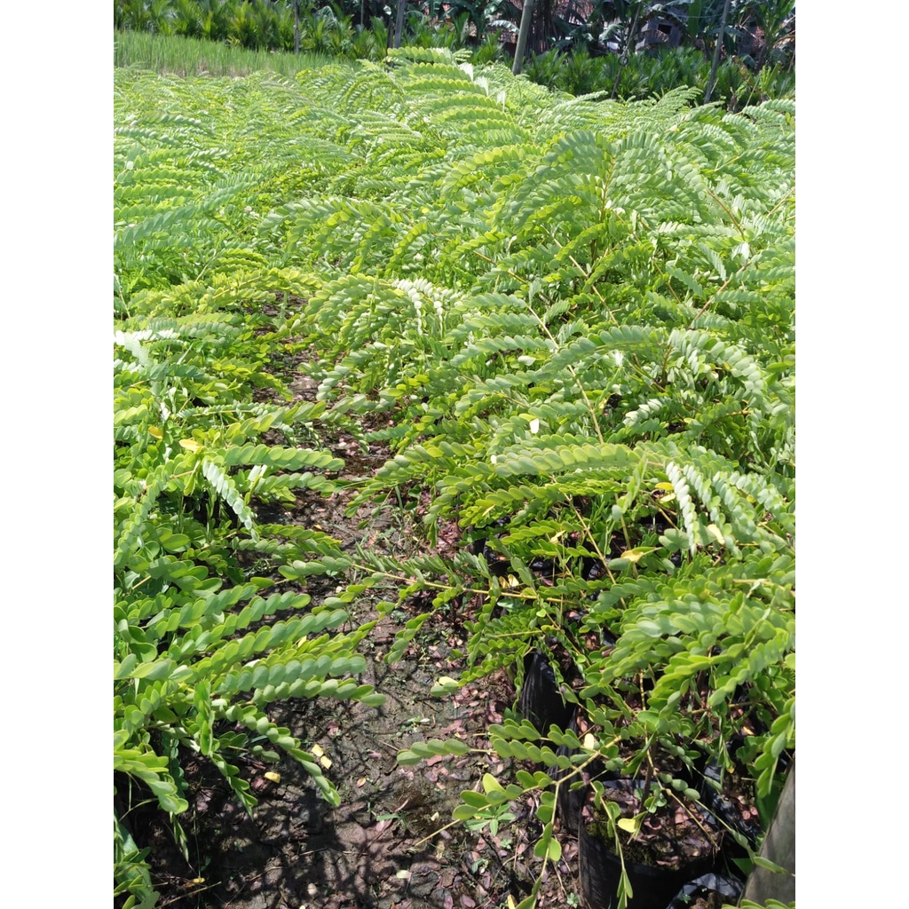

* Bibit Tanaman Secang I Kayu Secang Bahan Herbal Wedang Uwuh Terlaris