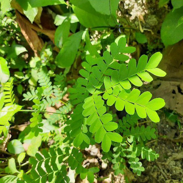 

* Bibit Tanaman Herbal Kayu Secang Atau Sepang Caesalpinia Sappan Terlaris