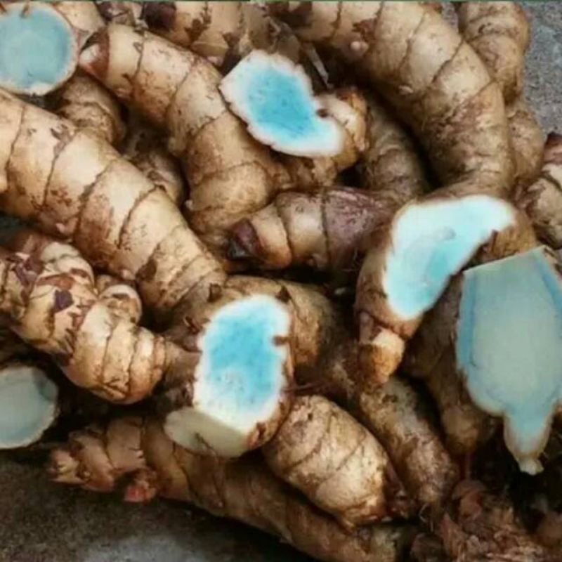 

* Temu Ireng Herbal Segar 500gr Terlaris