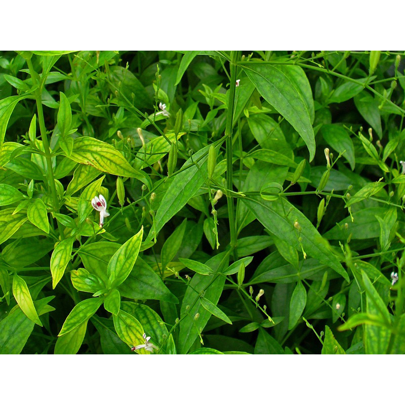 

* Daun Sambiloto Segar Daun Herbal Segar Fresh Per 100gr Terlaris