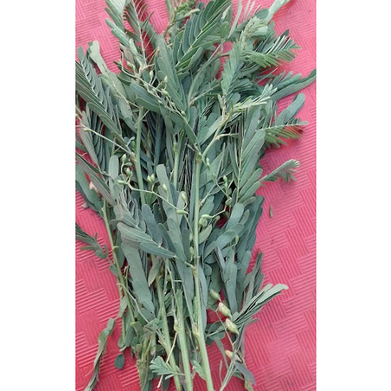 

* Daun Jayanti Segar Alami Di Petik Saat Order Masuk Terlaris