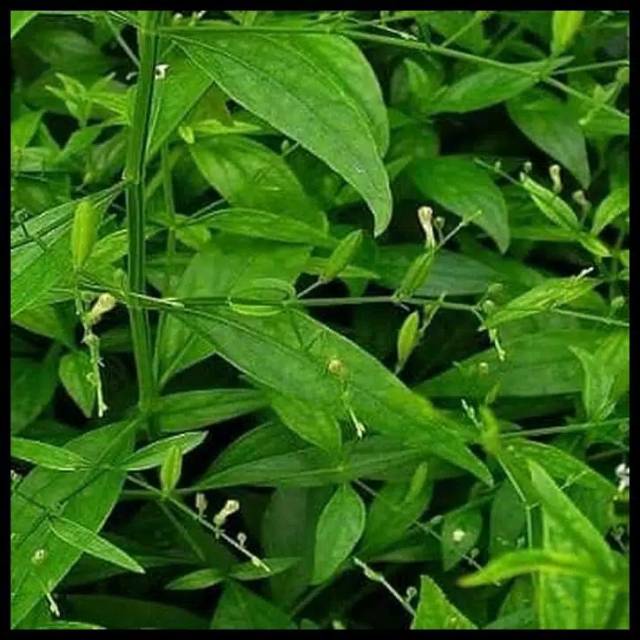 

* Daun Sambiloto Fresh Obat Herbal Terlaris