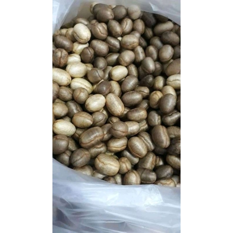 biji pohon glodokan tiang