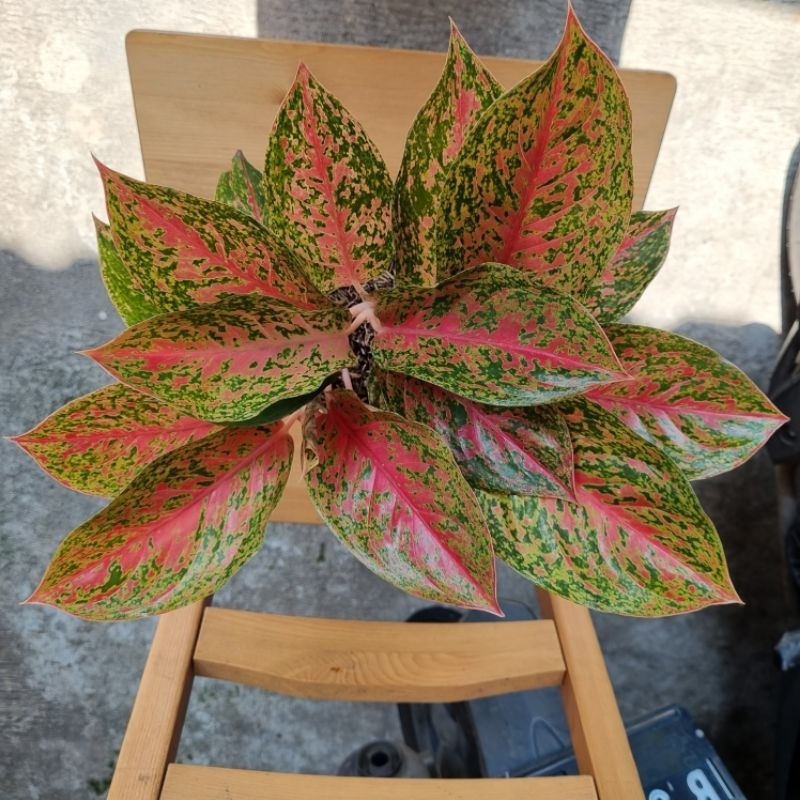 Aglonema Red Striptis rumpun 3