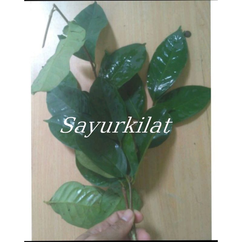 

Daun salam segar / 1 Ikat