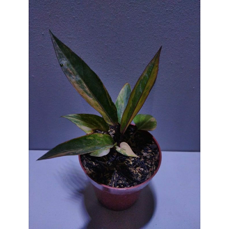 hookery pink varigata