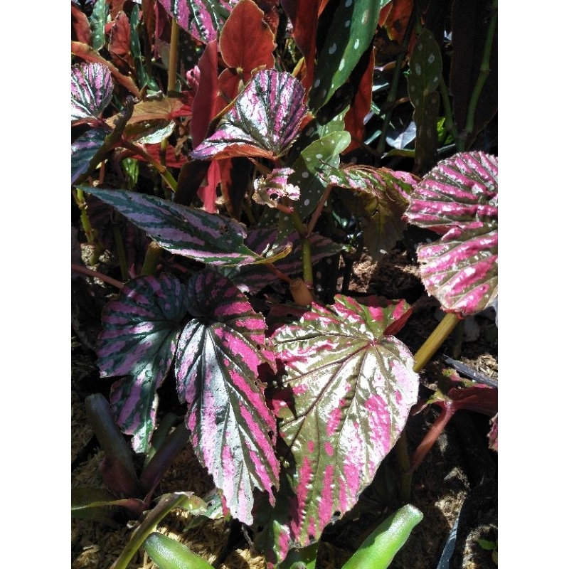 Begonia Red Velvet