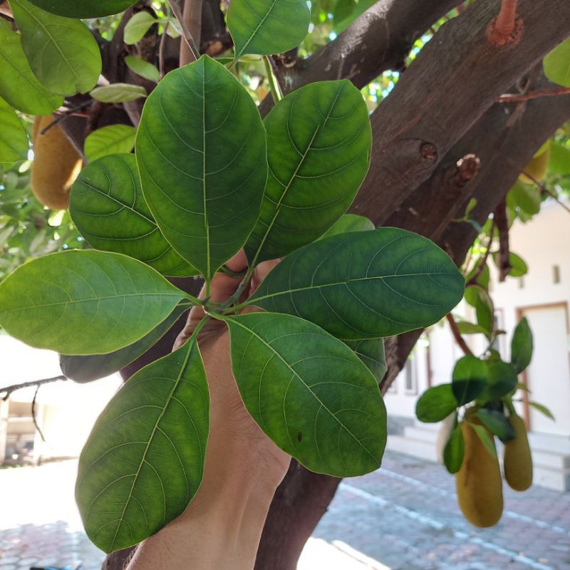 

DAUN NANGKA SEGAR / FRESH 100 LEMBAR OBAT TRADISIONAL Jackfruit Leaf