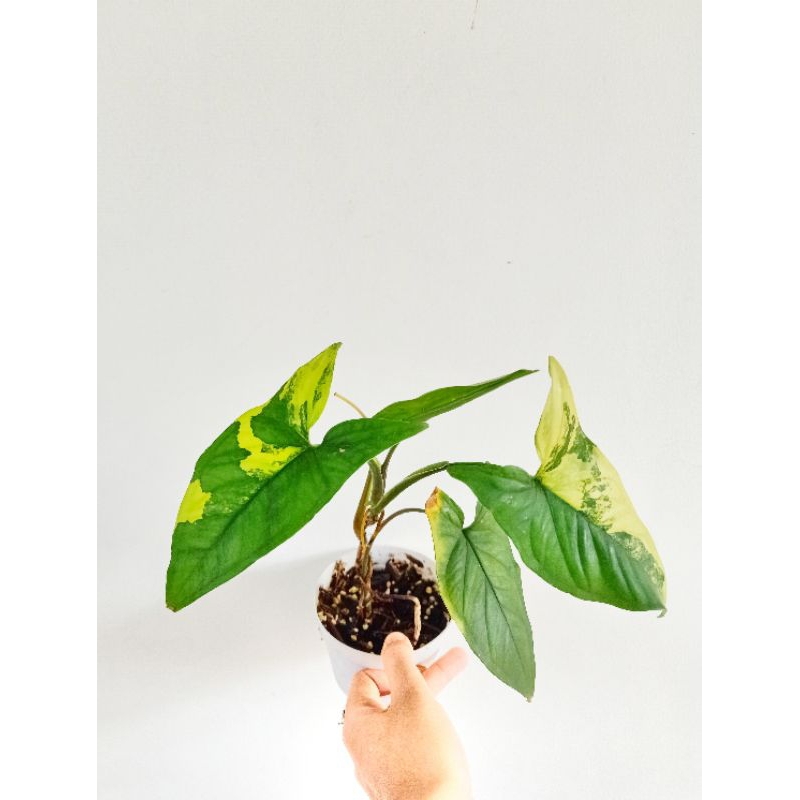 syngonium yellow variegata