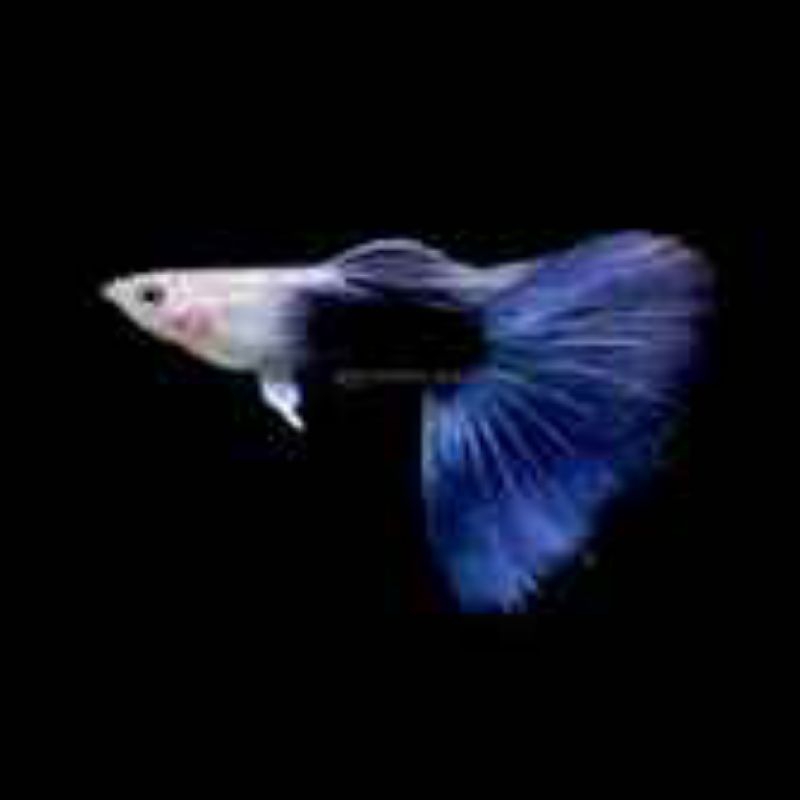 (Hiasan Aquarium)Guppy HB Blue Ribbon &Normal
