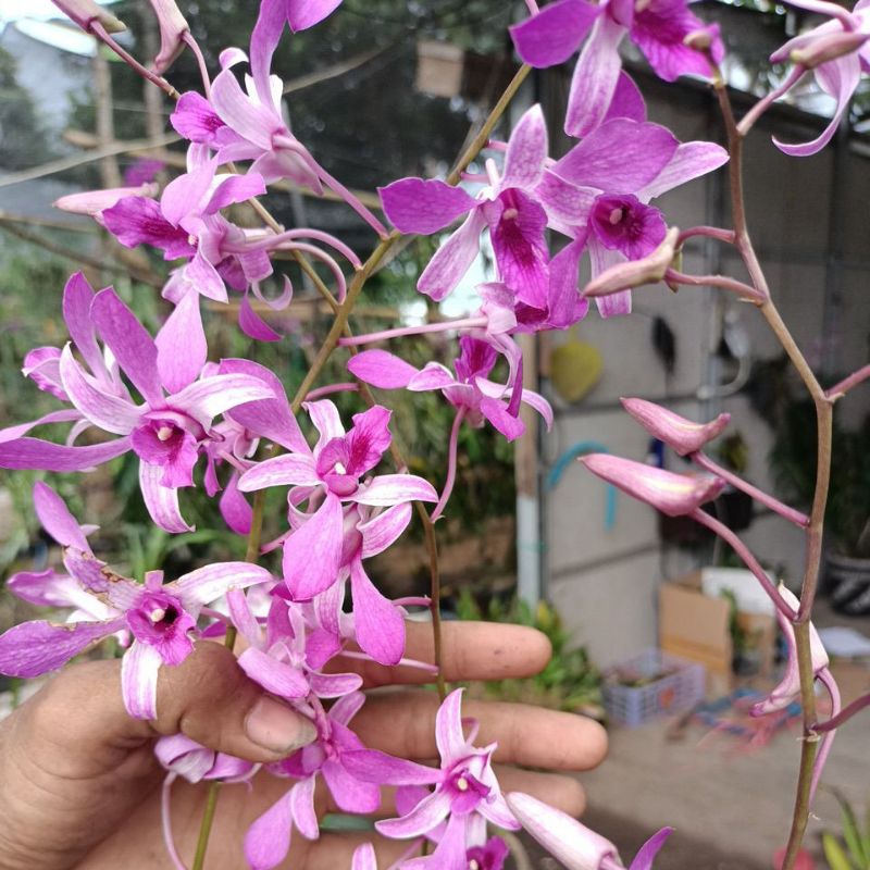 Anggrek jaklin tomas