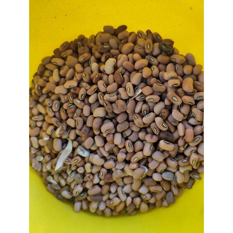

kacang tolo/kacang tunggak lokal