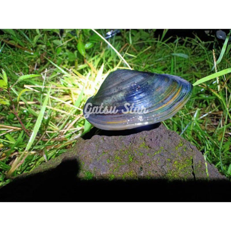 Kerang Hidup Filter Aquascape