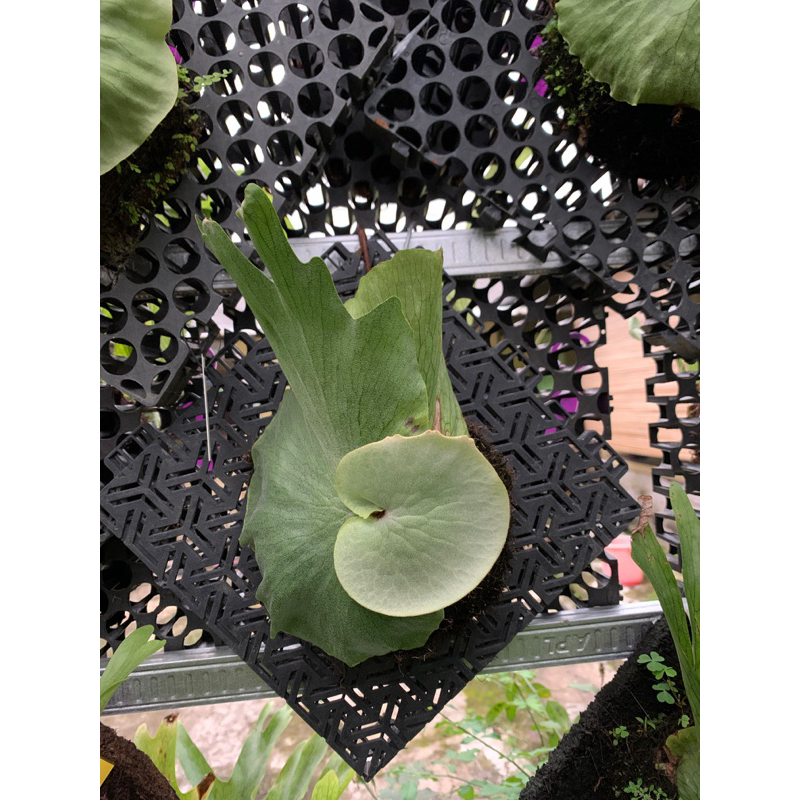 platycerium wandae atau simbar menjangan wandae spesies papua