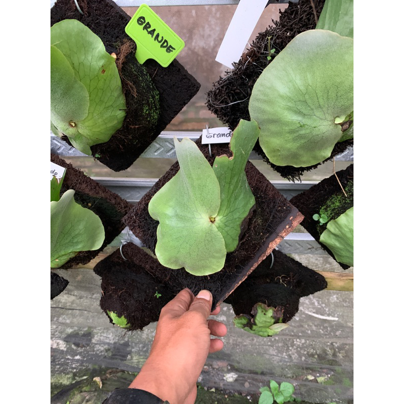 Revando45 Platycerium Grande Atau Tanduk Rusa Grande Atau Simbar Menjangan Gr