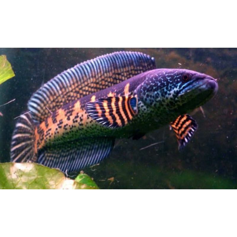 JACPOT AURANTI JUMBO JIKA BERUNTUNG