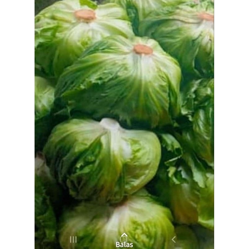 head letuce /letus /selada 1 kg