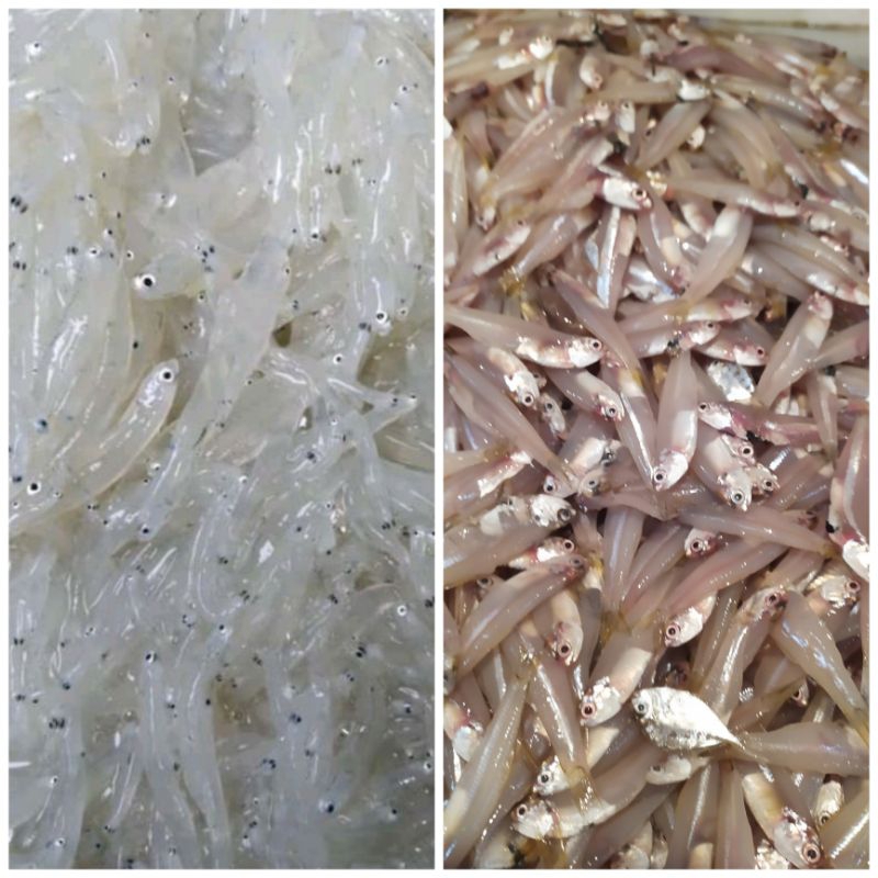 

Ikan Teri medan Segar / Frozen / Ikan Teri Tawar / Ikan Teri Mpasi / Ikan Teri Biasa / Teri Mentah / Teri Bulat