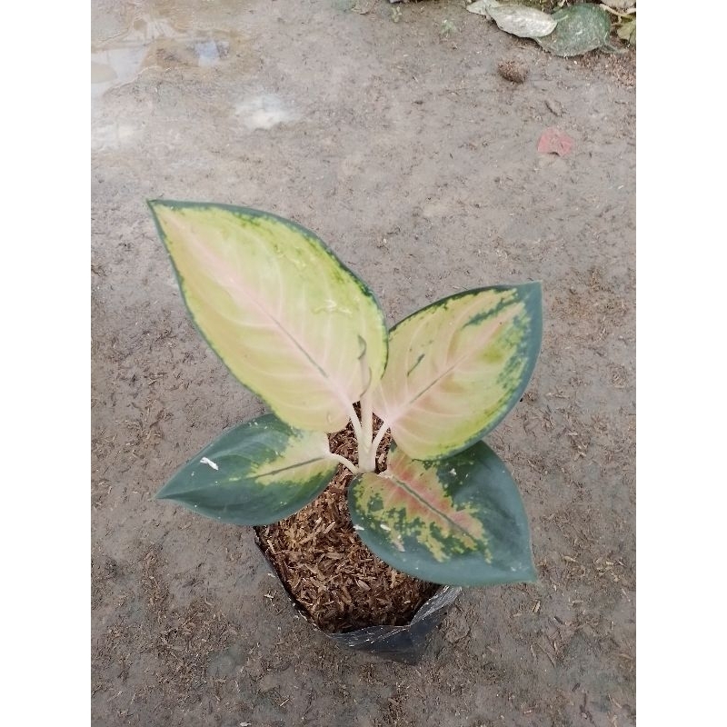 AGLONEMA SULTAN BRUNAI-SULTAN BRUNAI