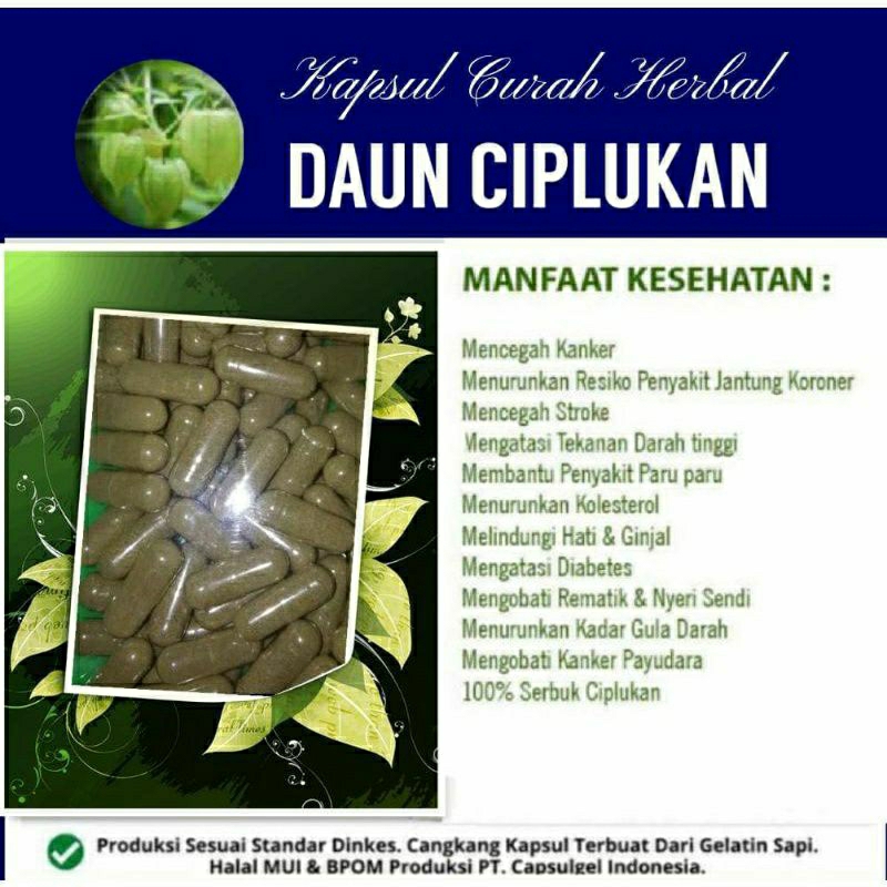

DAUN CIPLUKAN 100 KAPSUL OBAT HERBAL ALAMI (GRADE A5)