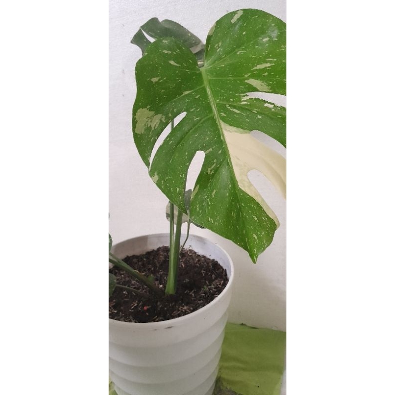 Monstera Constellstions Monthai Varigata cantik