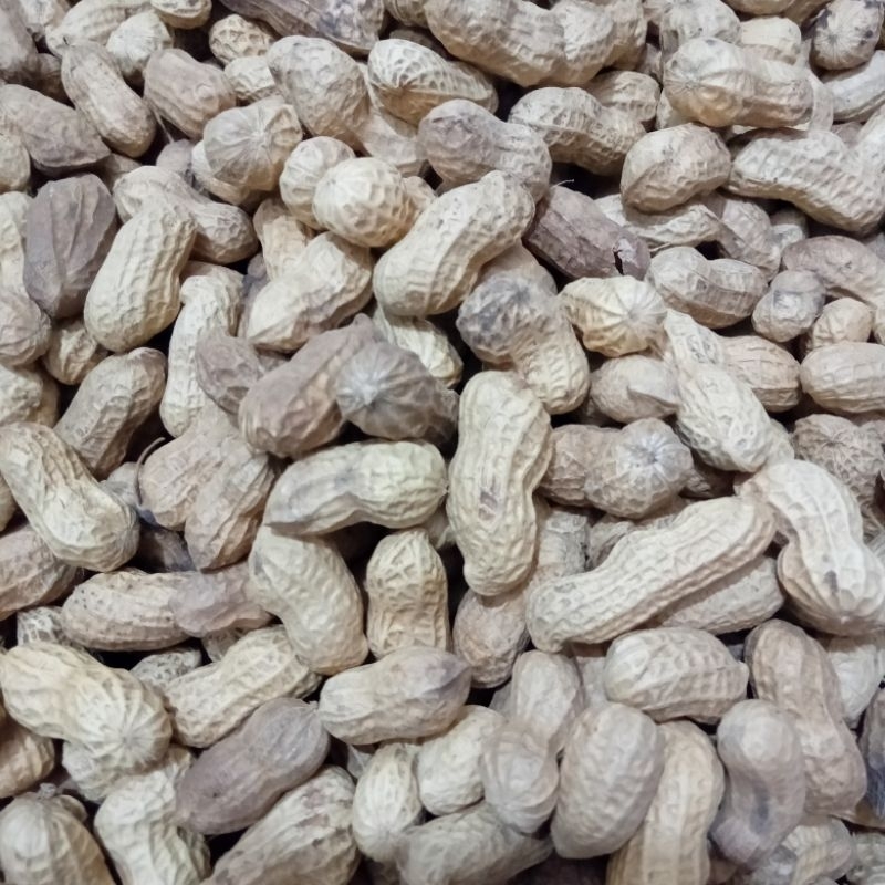 

kacang sangan arum rasa gurih renyah 150 gram