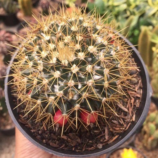 Kaktus sukulen ( Mamilaria Nifosa ) medium size tanaman hias hidup