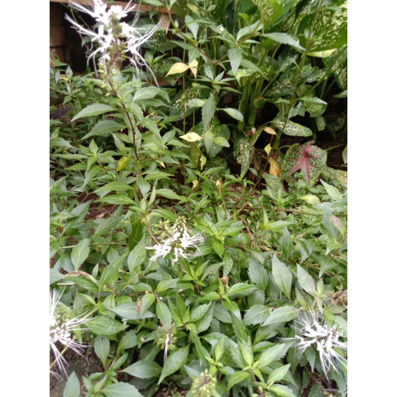 

Daun kumis kucing segar herbal 250 gr