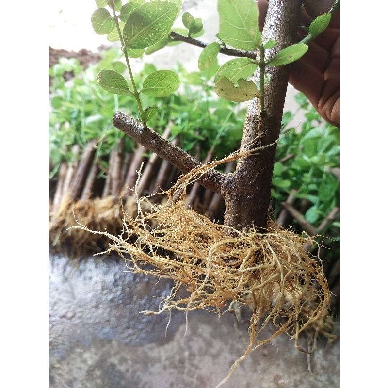 bibit sancang hasil cangkok