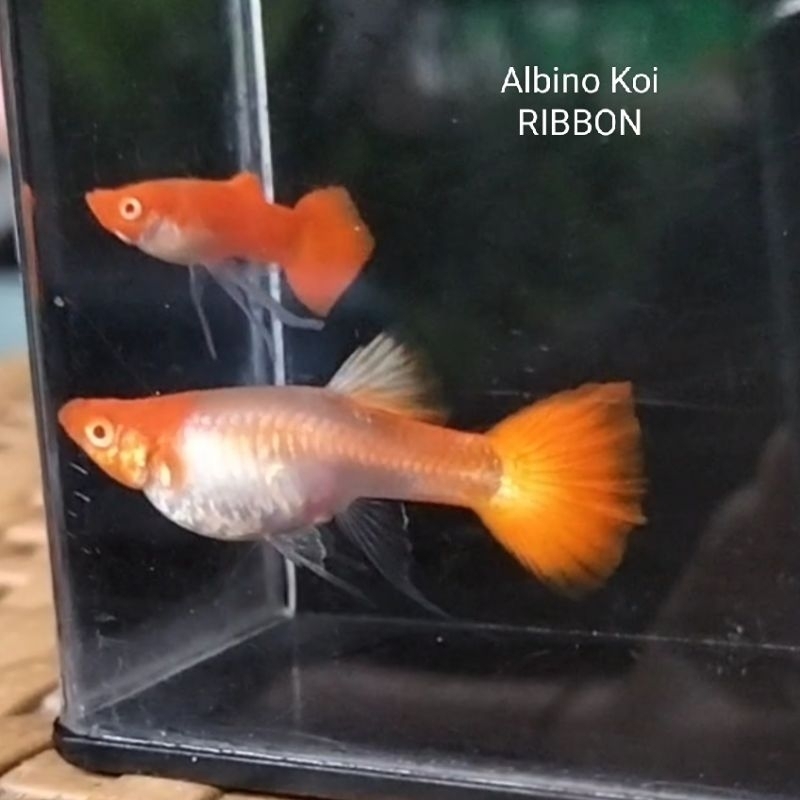 Albino Koi RIBBON Grade A sepasang / Line Ribbon sepasang induk JUMBO sepasang atau jantan betina Gu