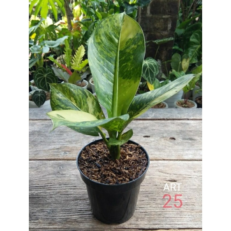 Dieffenbachia Panglima Variegata Real Picture Diven Congo Varigata