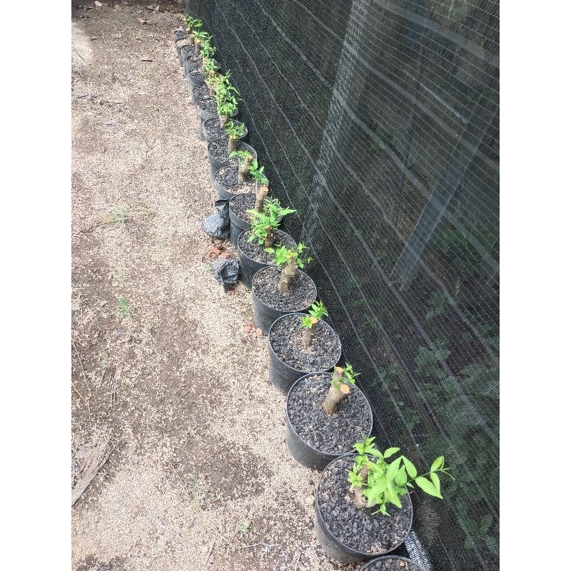 cangkokan anting putri batang bogel