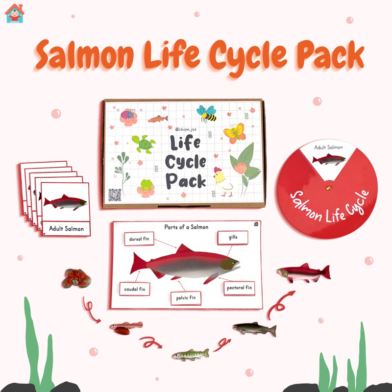 Salmon Life Cycle Pack Learning Kit Montessori Daur Hidup Ikan