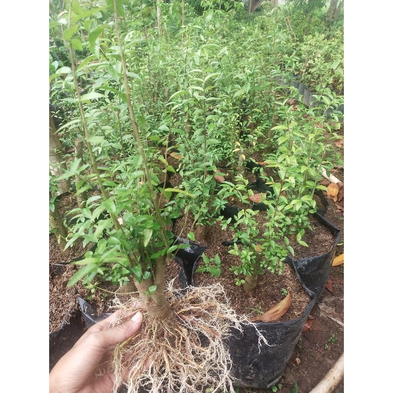 bahan bonsai anput mame cabang rimbun