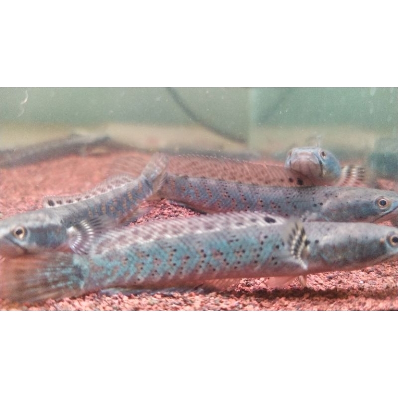 B.Pulcra Spek Kontes 8-10cm