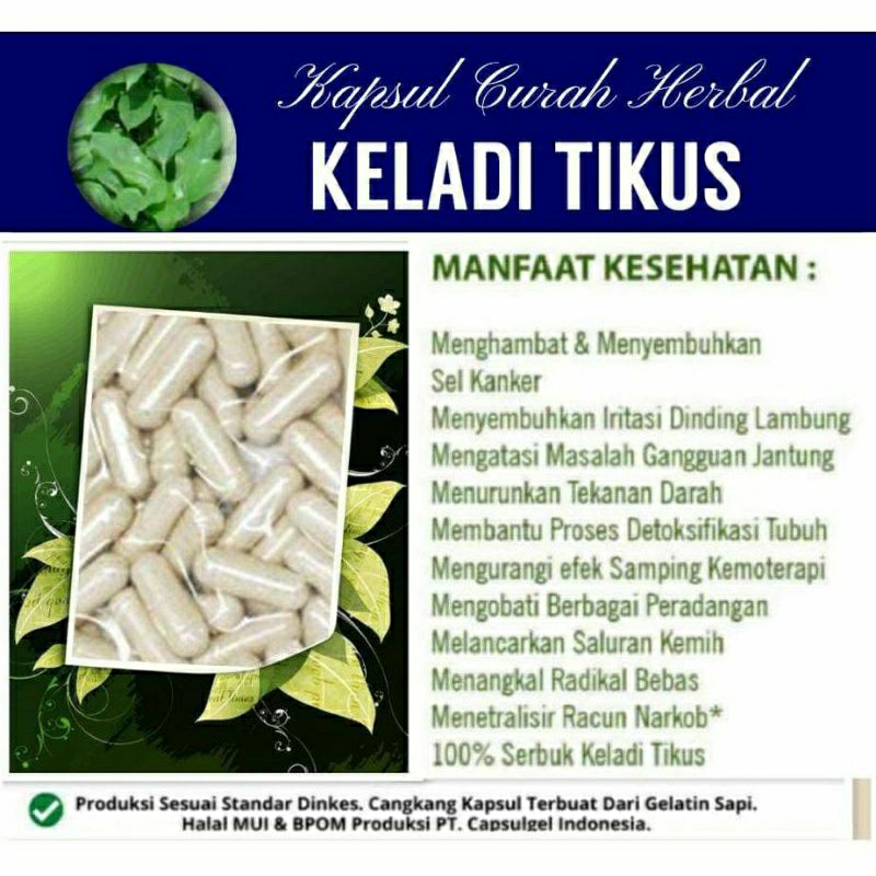 

KELADI TIKUS SUPER 100 KAPSUL OBAT HERBAL ALAMI (GRADE A5)