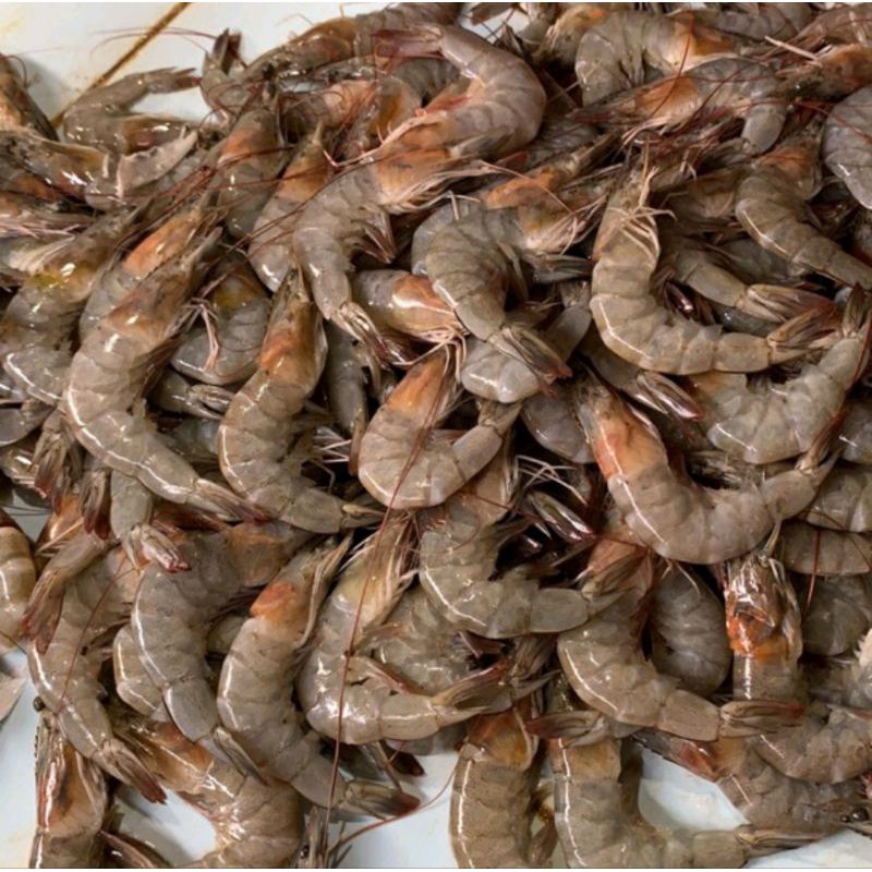 

Udang Segar 500gram Ukuran Besar / Udang Fresh 500gram Udang